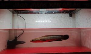 Screenshot_20251111-074633 (1)