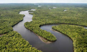 hutan-papua-290118-1